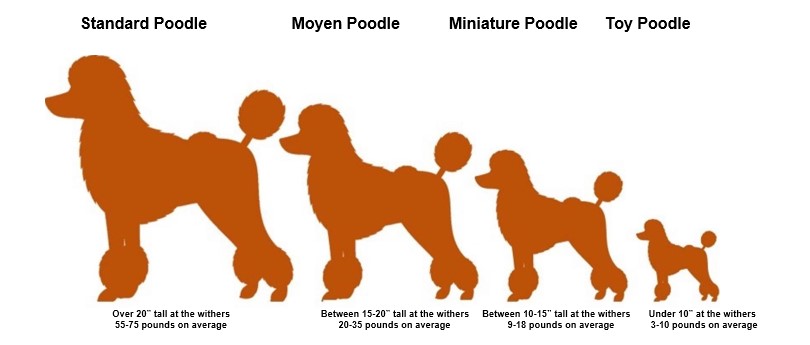 how much does it cost to spay a toy poodle